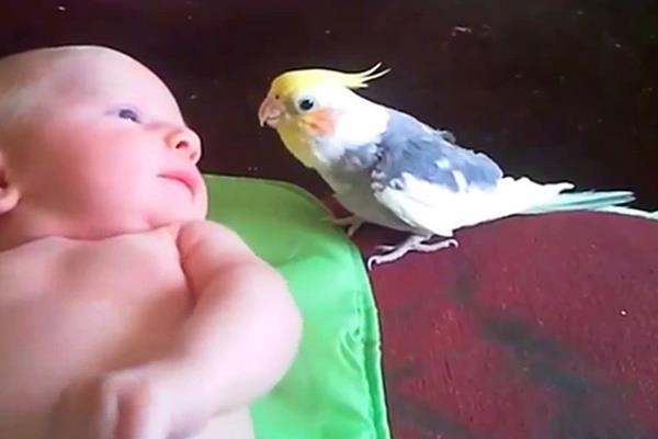 鸚鵡信任主人的表現 鸚鵡快死前的征兆