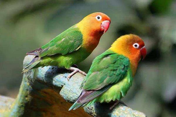 鸚鵡信任主人的表現 鸚鵡快死前的征兆