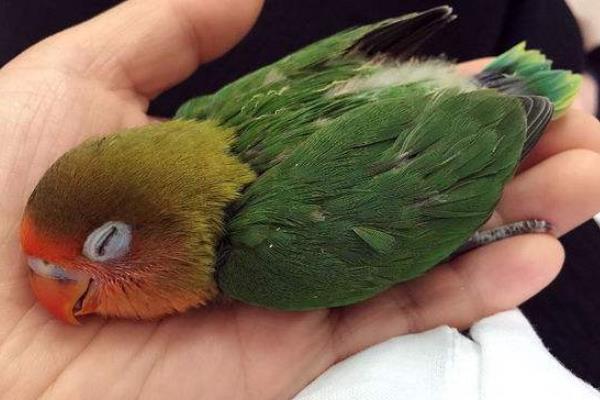 鸚鵡信任主人的表現 鸚鵡快死前的征兆