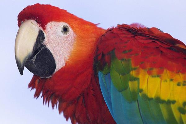 鸚鵡信任主人的表現 鸚鵡快死前的征兆