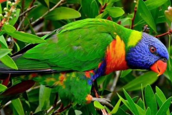 吸蜜鸚鵡市場價格多少錢一只 吸蜜鸚鵡會說話嗎