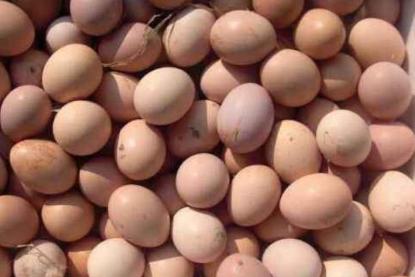 野雞蛋市場價格多少錢一個 野雞蛋要孵化多少天