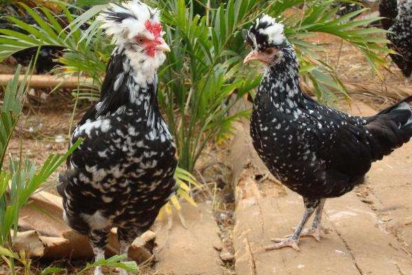 烏雞和貴妃雞的區別是什么 烏雞和貴妃雞哪個營養高