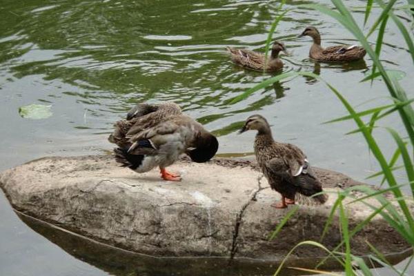 野鴨市場價格多少錢一只 野鴨和家鴨的區別是什么