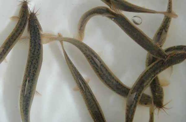 養泥鰍賺錢嗎 養泥鰍需要多少成本