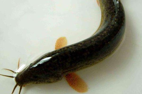 養泥鰍賺錢嗎 養泥鰍需要多少成本