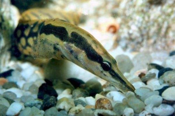 養泥鰍賺錢嗎 養泥鰍需要多少成本