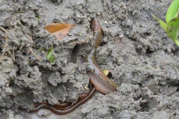 養泥鰍賺錢嗎 養泥鰍需要多少成本