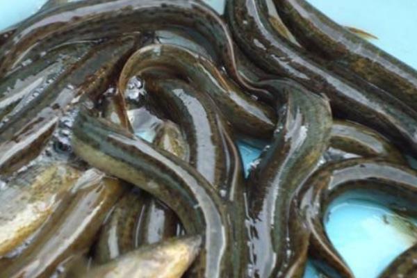 養泥鰍賺錢嗎 養泥鰍需要多少成本