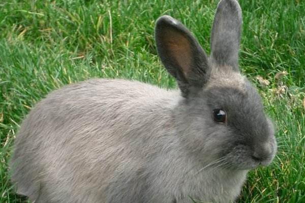 為什么老人不讓養兔子 養兔子迷信說法大全
