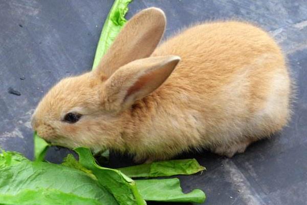 為什么老人不讓養兔子 養兔子迷信說法大全