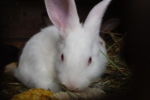 為什么老人不讓養兔子 養兔子迷信說法大全