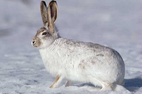 為什么老人不讓養兔子 養兔子迷信說法大全