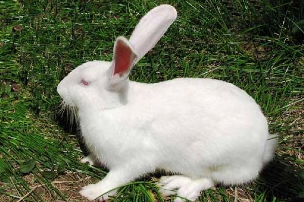 為什么老人不讓養兔子 養兔子迷信說法大全
