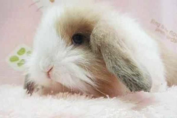 為什么老人不讓養兔子 養兔子迷信說法大全