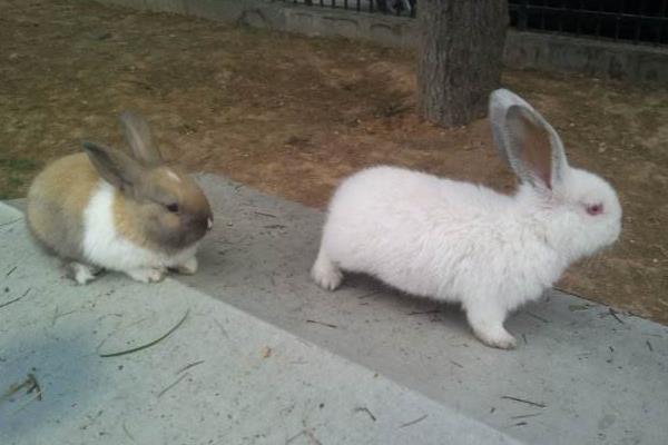 為什么老人不讓養兔子 養兔子迷信說法大全
