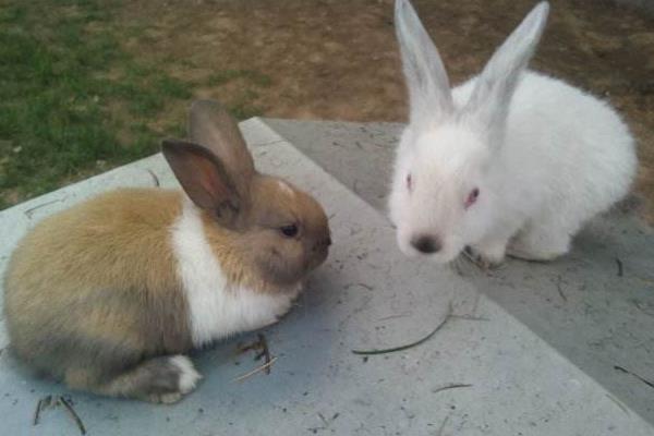 為什么老人不讓養兔子 養兔子迷信說法大全