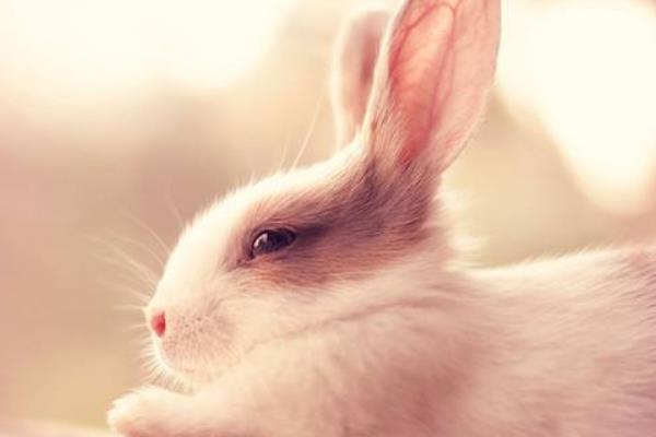 為什么老人不讓養兔子 養兔子迷信說法大全