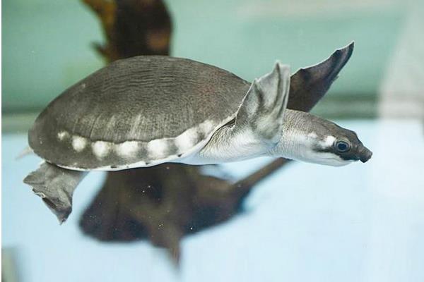 豬鼻龜怎么養(yǎng) 豬鼻龜好養(yǎng)嗎 養(yǎng)龜為什么不能養(yǎng)雙