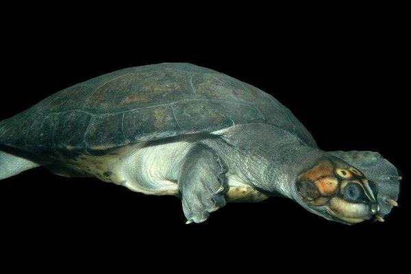 豬鼻龜吃什么 豬鼻龜不吃食怎么辦