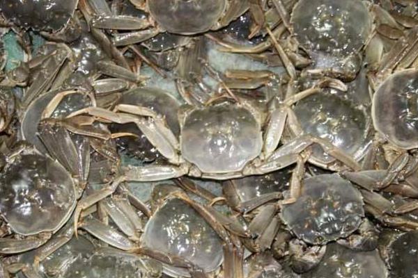 養(yǎng)大閘蟹一畝能賺多少錢 養(yǎng)殖大閘蟹成本分析