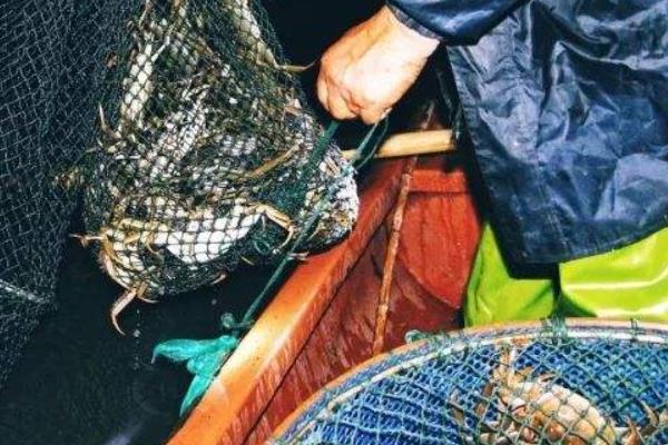 養大閘蟹一畝能賺多少錢 養殖大閘蟹成本分析