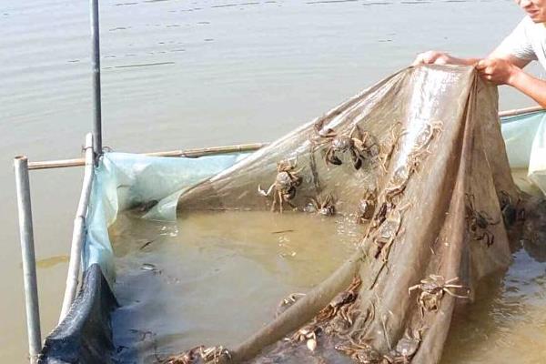 養大閘蟹一畝能賺多少錢 養殖大閘蟹成本分析