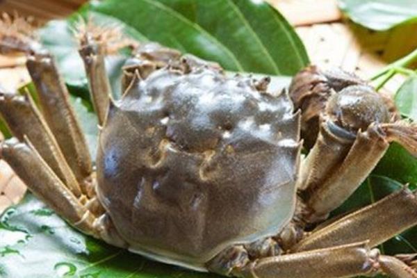 養大閘蟹一畝能賺多少錢 養殖大閘蟹成本分析