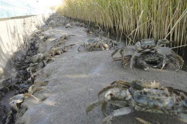 養大閘蟹一畝能賺多少錢 養殖大閘蟹成本分析