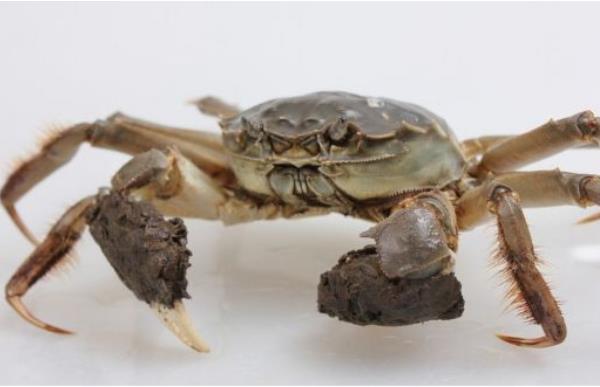 養大閘蟹一畝能賺多少錢 養殖大閘蟹成本分析