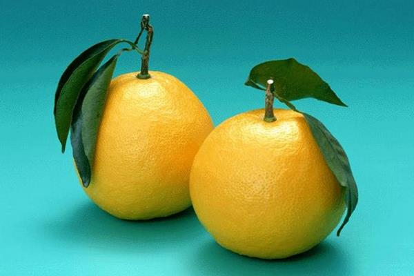 胡柚的功效與作用及禁忌 胡柚營養價值