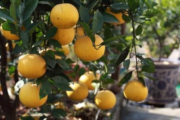 胡柚產(chǎn)地在哪里 胡柚怎么挑選