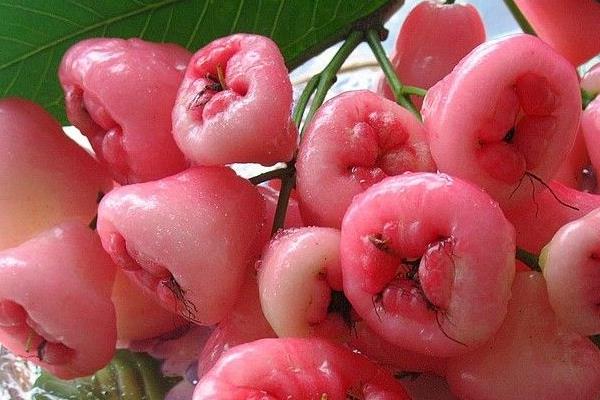 孕婦可以吃蓮霧嗎 蓮霧糖分高嗎