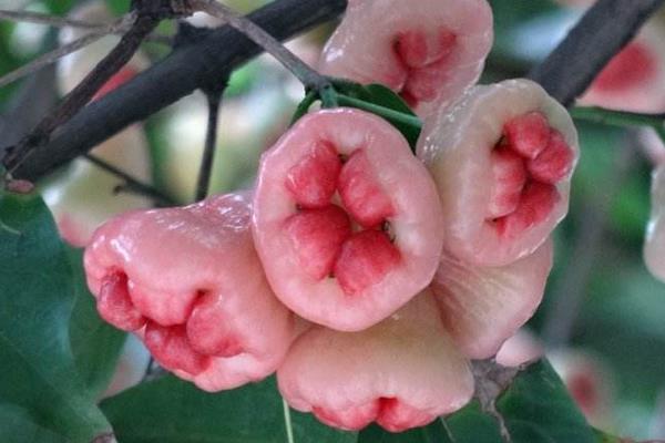 孕婦可以吃蓮霧嗎 蓮霧糖分高嗎