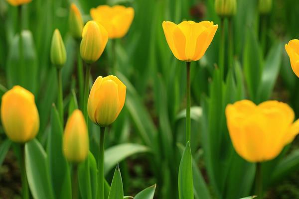 郁金香怎么種 郁金香種植方法與注意事項(xiàng)