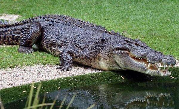 鱷魚肉市場價格多少錢一斤 鱷魚肉的營養價值