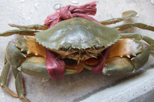 青蟹怎么保存 青蟹可以放冰箱嗎