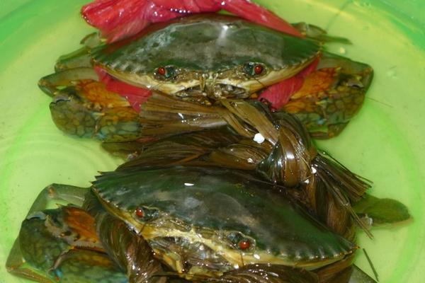 青蟹什么時候最肥 青蟹怎么洗干凈