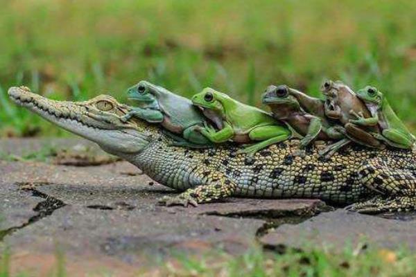 鱷魚是保護動物嗎 哪些鱷魚是保護動物