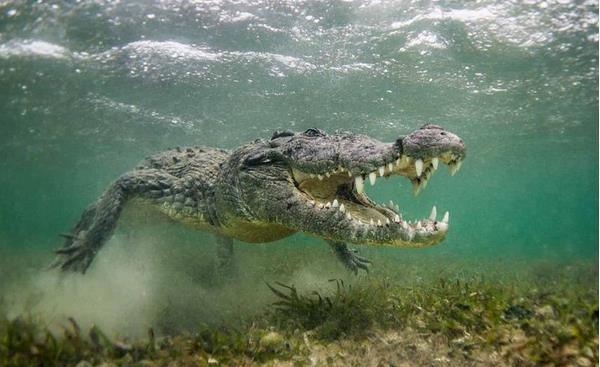 鱷魚是保護(hù)動(dòng)物嗎 哪些鱷魚是保護(hù)動(dòng)物