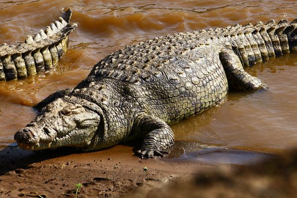 鱷魚是保護(hù)動(dòng)物嗎 哪些鱷魚是保護(hù)動(dòng)物