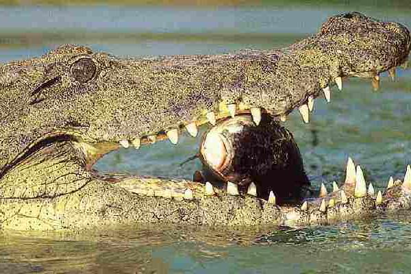 鱷魚是保護(hù)動(dòng)物嗎 哪些鱷魚是保護(hù)動(dòng)物