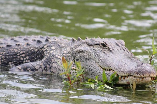 鱷魚是保護(hù)動(dòng)物嗎 哪些鱷魚是保護(hù)動(dòng)物