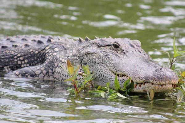 鱷魚養(yǎng)殖成本和利潤分析 養(yǎng)殖鱷魚大概要投資多少錢