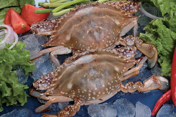 梭子蟹市場價格多少錢一斤 梭子蟹什么時候最肥