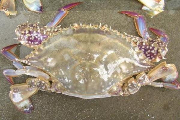 梭子蟹市場價格多少錢一斤 梭子蟹什么時候最肥