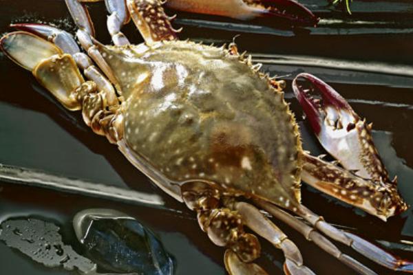 梭子蟹市場價格多少錢一斤 梭子蟹什么時候最肥