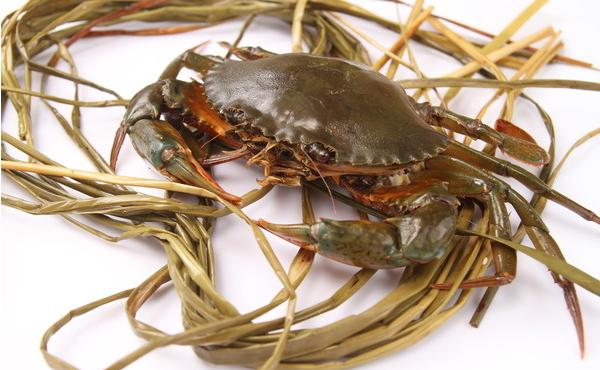 梭子蟹市場價格多少錢一斤 梭子蟹什么時候最肥