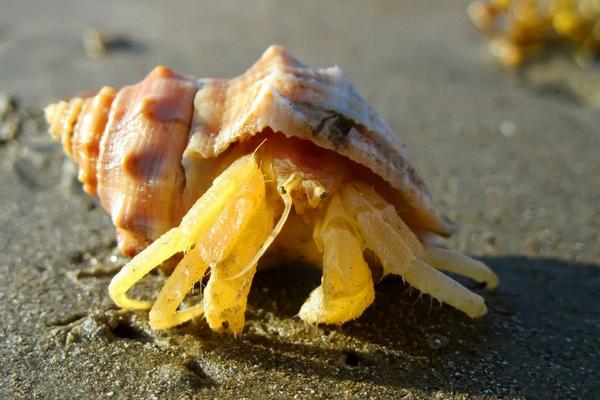 寄居蟹為什么要寄居 寄居蟹怎么形成的