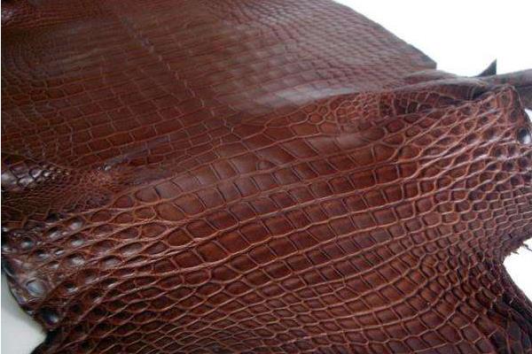 鱷魚皮哪個部位最好 真假鱷魚皮怎么鑒別